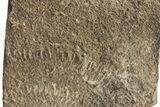 Cruziana (Fossil Trilobite Trackway) - Morocco #256832-1